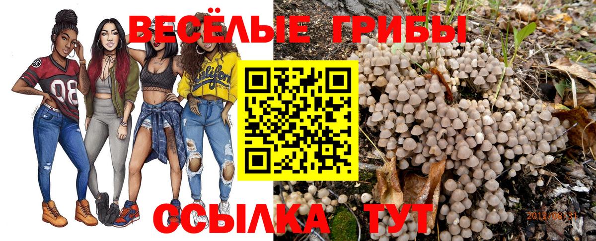 Псилоцибиновые грибы Psilocybe Анжеро-Судженск